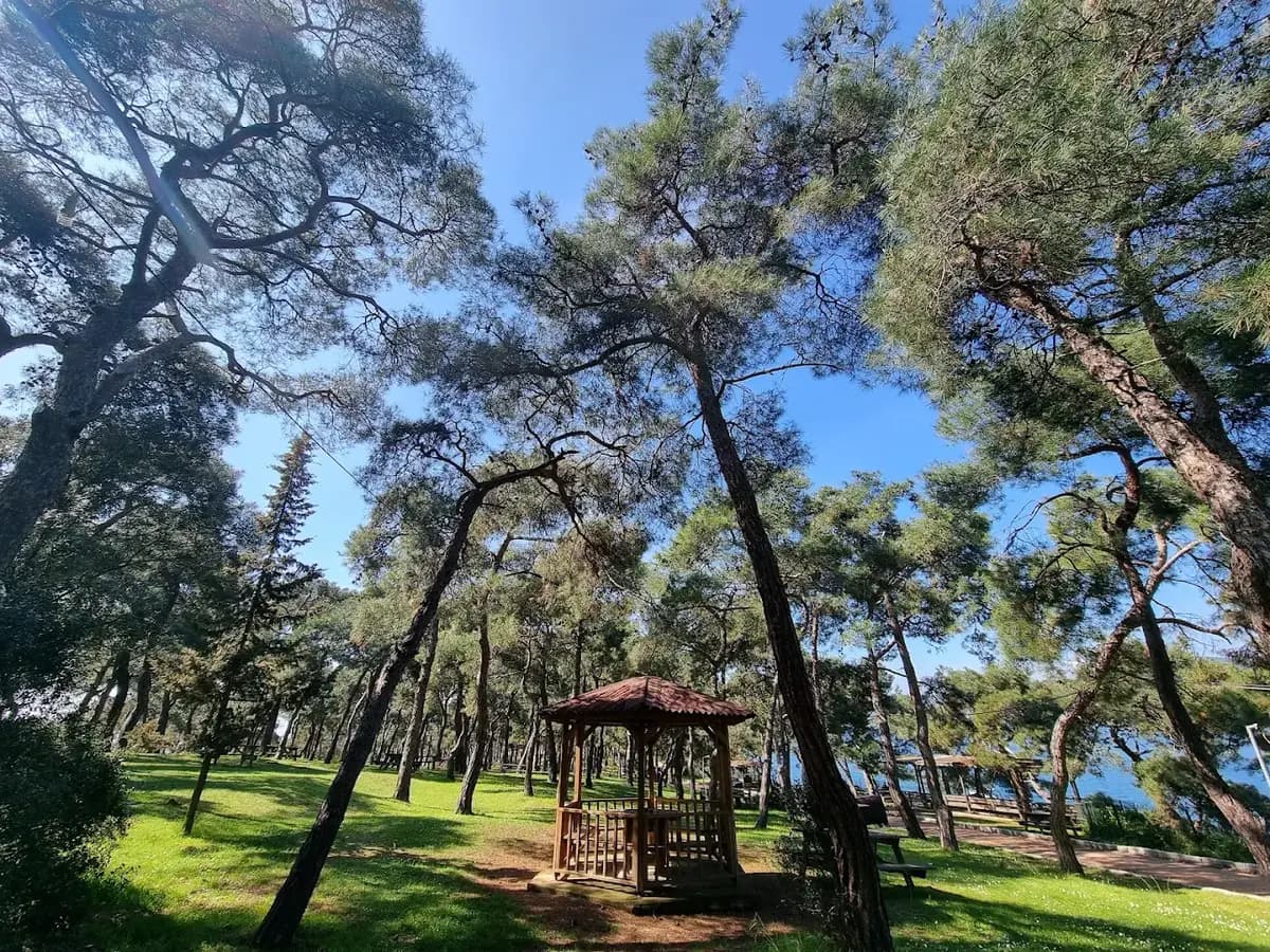 حديقة Dilburnu الطبيعية في بويوك أدا وأشجار الصنوبر والبحر